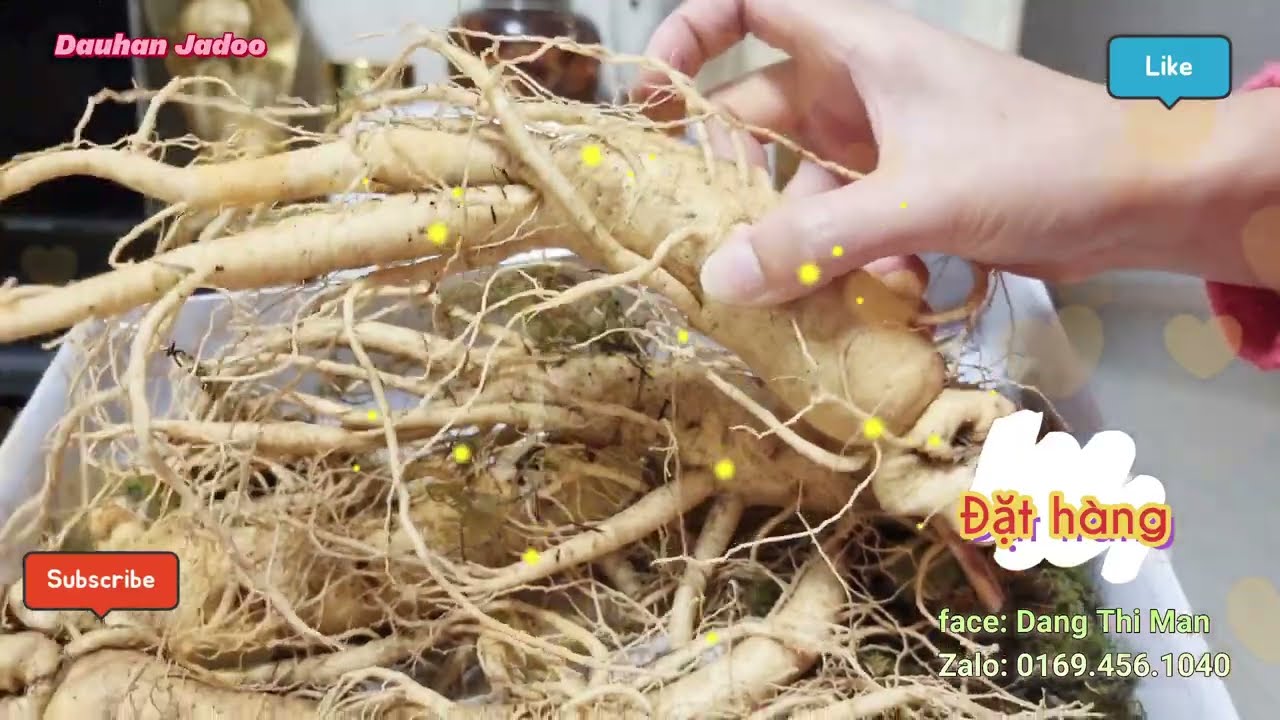 Sâm Tươi Bao Nhiêu