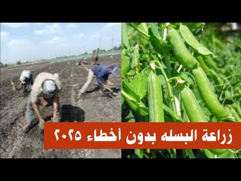زراعة البازلاء أو البسله بدون أخطاء 2025 