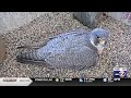 WPS bird-naming contest to give peregrine falcon chicks ‘newsworthy’ names