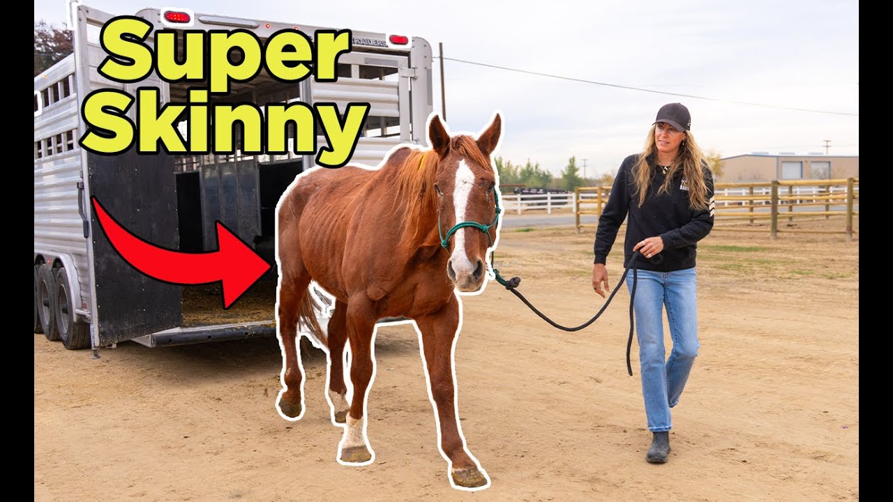 Они морят лошадей голодом и убивают их. Вот как мы их спасли! | Эпизод 78