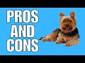 Yorkshire Terrier Pros And Cons | The Good AND The Bad!!