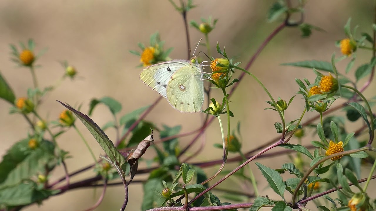 一分動画 虫シリーズ モンキチョウ 紋黄蝶 シロチョウ科 Youtube