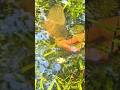 RRR Fishing Video Beautiful Moment #fishing #nature #shorts