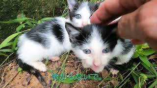 Twin Stray Kittens1 ★Please turn on English subtitles★