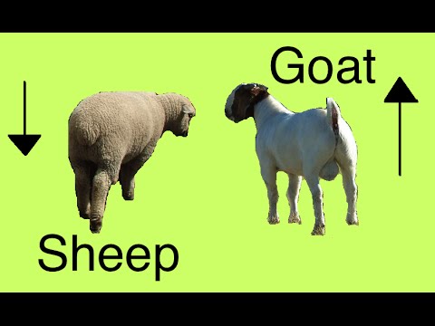 Sheep And Goat Secrets (Differences) - Youtube
