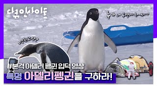 [다큐 인사이트] 펭귄 보호를 위해 생태계 연구에 나선 세종과학기지 연구원들 (펭귄들~릴렉스) | “펭귄과 과학자” (KBS 201015 방송)