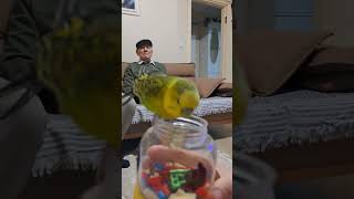 Oyuna Salmis Ç13 Ülkipell