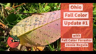 2020 Fall Color Update #1