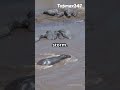 Hippopotamus and Crocodile war  #animalkingdom #views #fyp