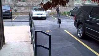 Pitch running to car - four months following limb-sparing procedure