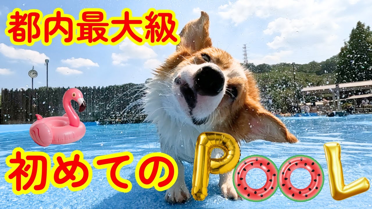 都内最大級「わんダフルネイチャービレッジ」で初めてのプール