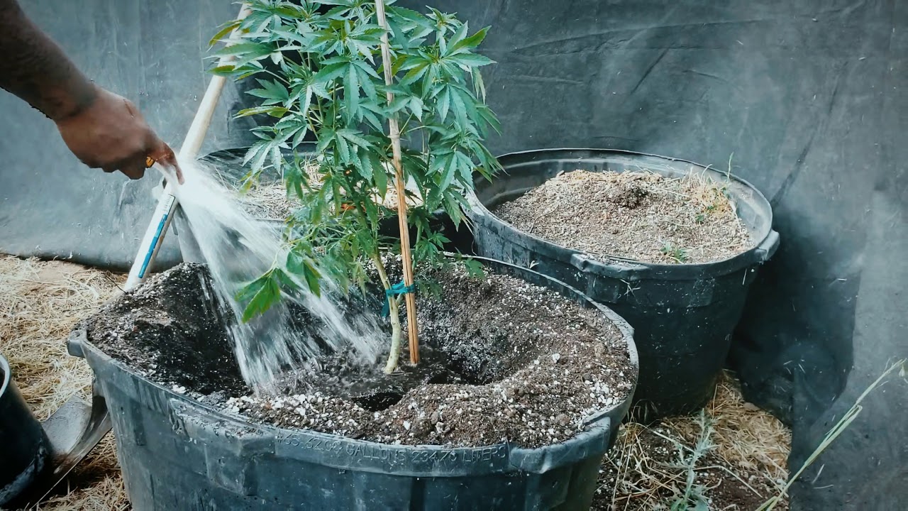 How to transplant a outdoor marijuana  plant  without issues.