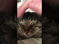 撫でられる猫