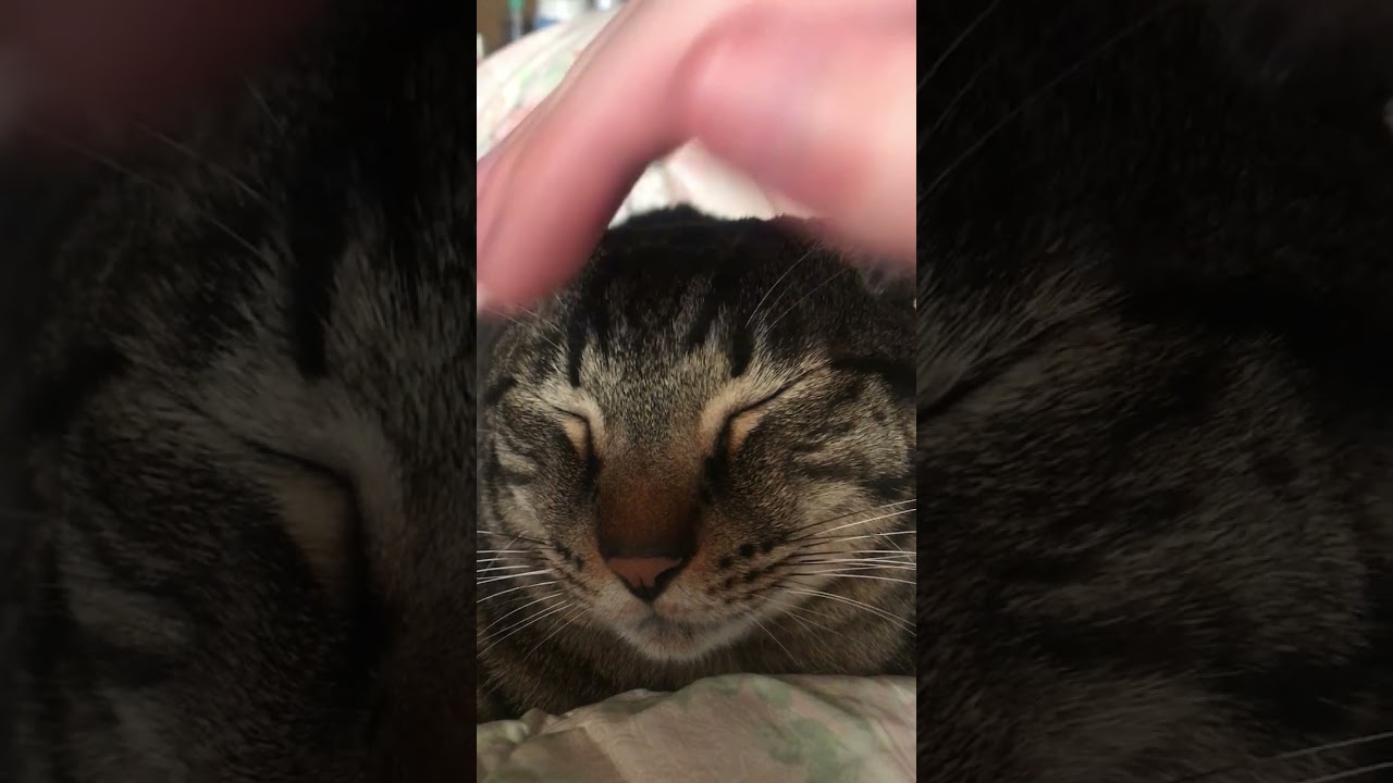 撫でられる猫