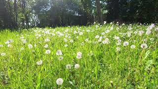 Relaxing Sounds of Nature - Birds Singing - Spring Meadow - Gentle River Sound