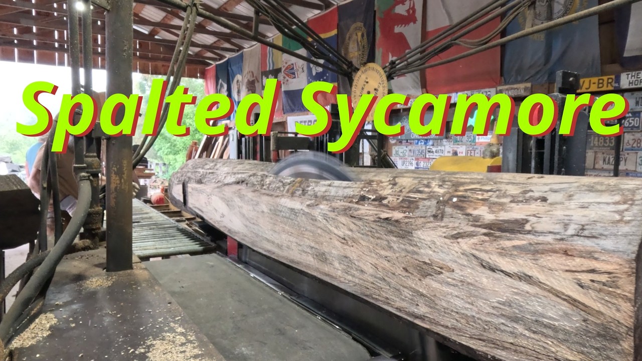 Sawing Spalted sycamore # 912