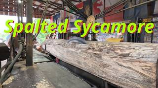 Sawing Spalted sycamore 912