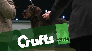 Group Judging | Hound | Crufts 2014