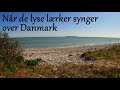 Når de lyse lærker synger over Danmark
