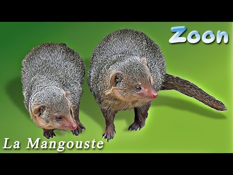 Vidéo: Animal Mangouste : photo et description, nourriture et habitat