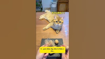 Thử Thách Làm Mèo Làm Từ Lông Mèo | #shorts