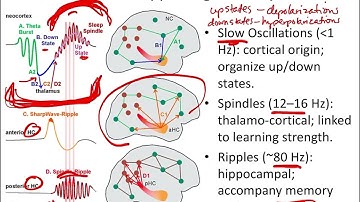 Psychology of Sleep: Sleep, Learning, and Memory Part 2