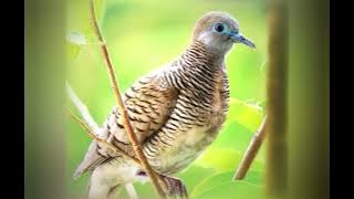 suara pikat burung perkutut,, dijamin pada dateng..