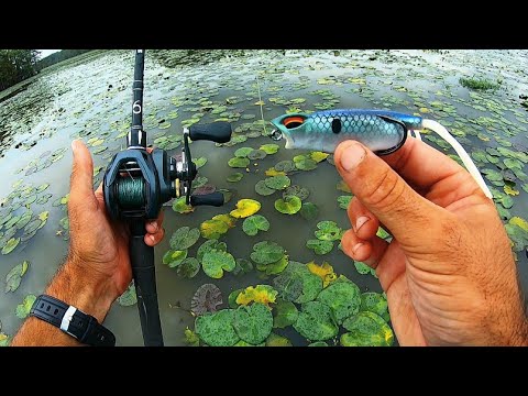 Frog Fishing Lilly Pads for Largemouth Bass! They CRUSH It!!!
