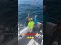 #boatfishing #fishing #bluefish #njfishing #pescador #fishinglife #kofana #bigfish #nyfishing #fish