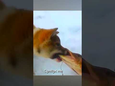 Щука вцепилась в собаку. Кривой верблюд.