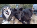 Two very happy wolfdogs