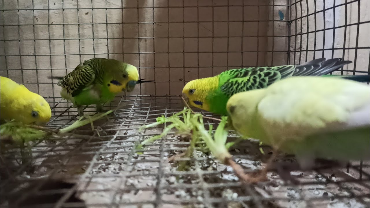 budgies eating coriander leaves budgies parakeets feathered pets YouTube
