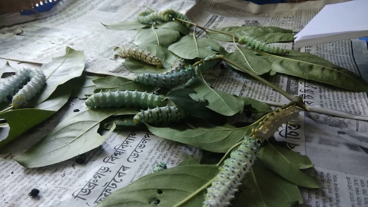 Eri silkworm rearing YouTube