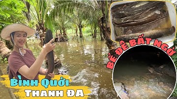 BÌNH QUỚI (SG) THẤT THỦ, VỠ ĐÊ CÁ CHẠY TÁN LẠNG