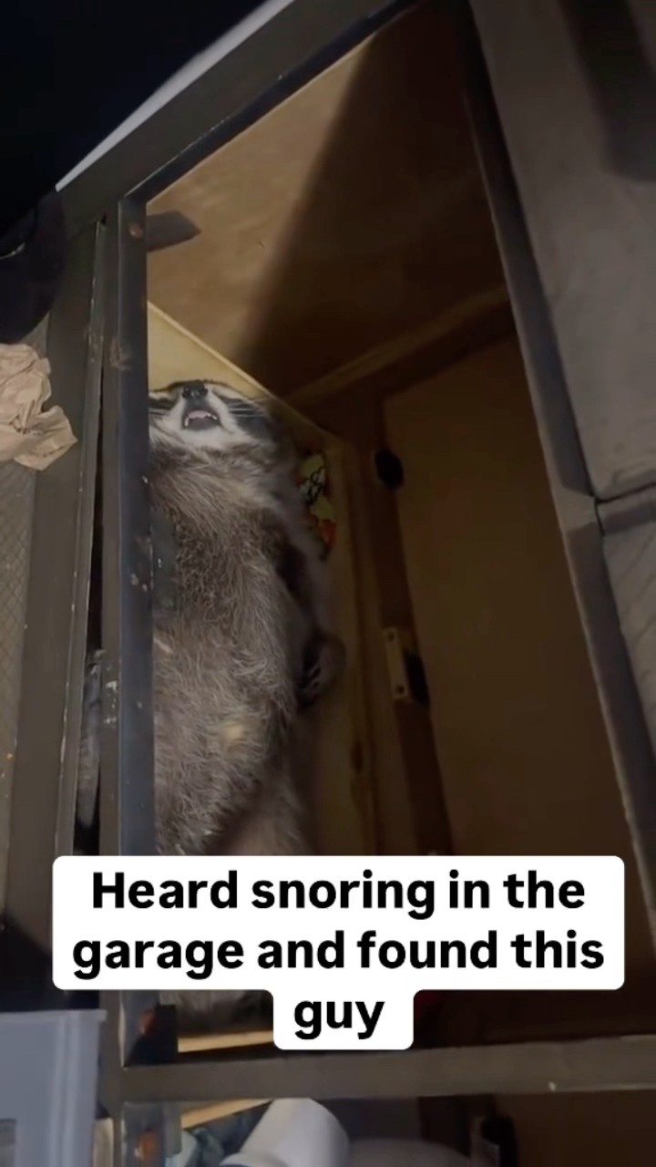 #JasonDeruloTV // Raccoon Snoring ? #GotPermissionToPost From @TopTierOutdoors #SlowLow