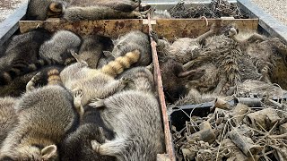Over 500 RACCOON in 4 Days- Check 4