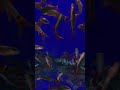 "A Showcase of Rainbow shark  || The Perfect Combination of Beauty and Activity"  || #shorts