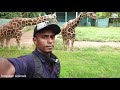 Giraffes videos in srilankan Zoo\ Giraffe Behaviour and lifestyle Habitat\  Giraffe Eating leaves