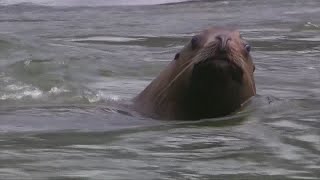 Oregon begins killing sea lions threatening steelhead run