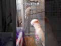 【鳥Part29】鳥返しのつかないことをしてしまったインコ #parrot #鳥 #birds #かわいい #ペット #インコ