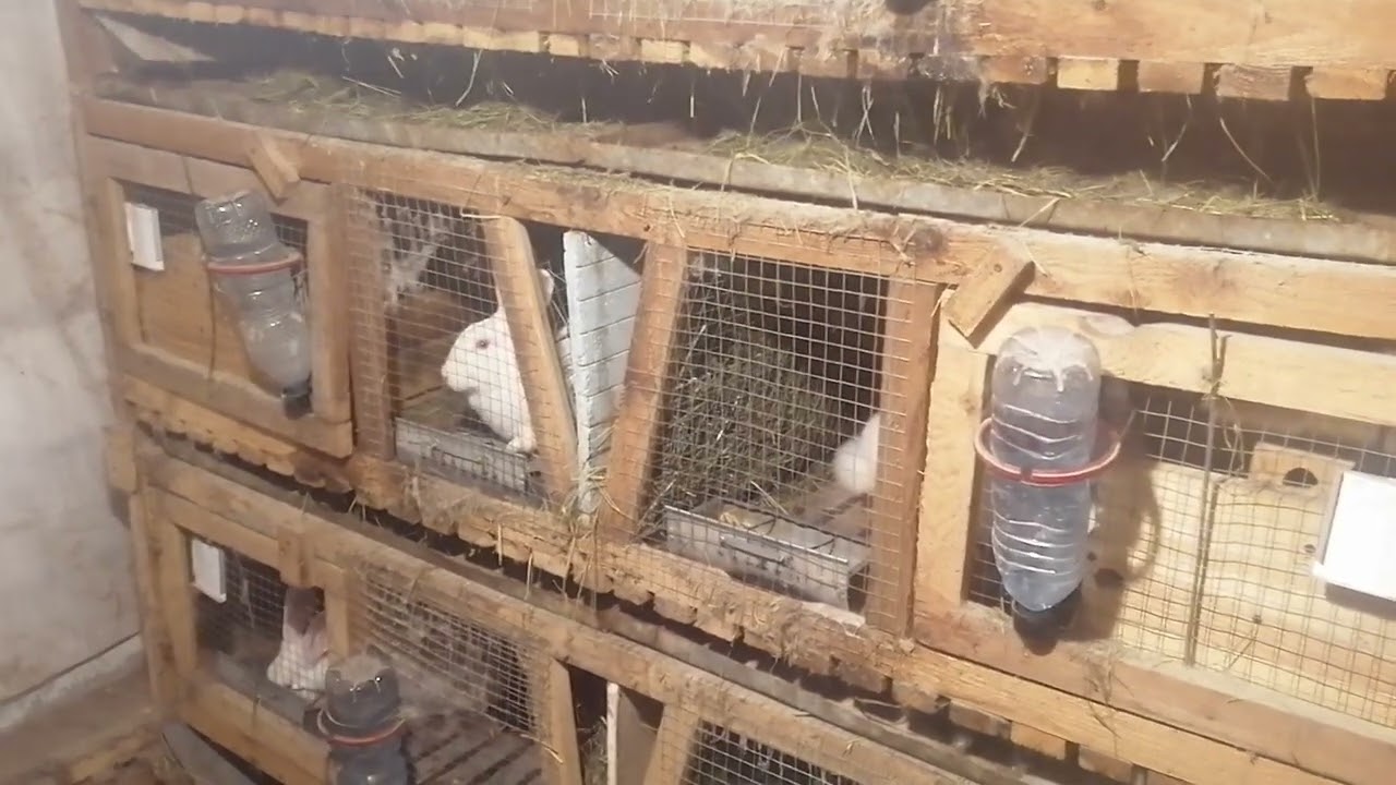 Jak rozpocząć hodowle. Odcinek 2. Rasy mięsne. 01.2023