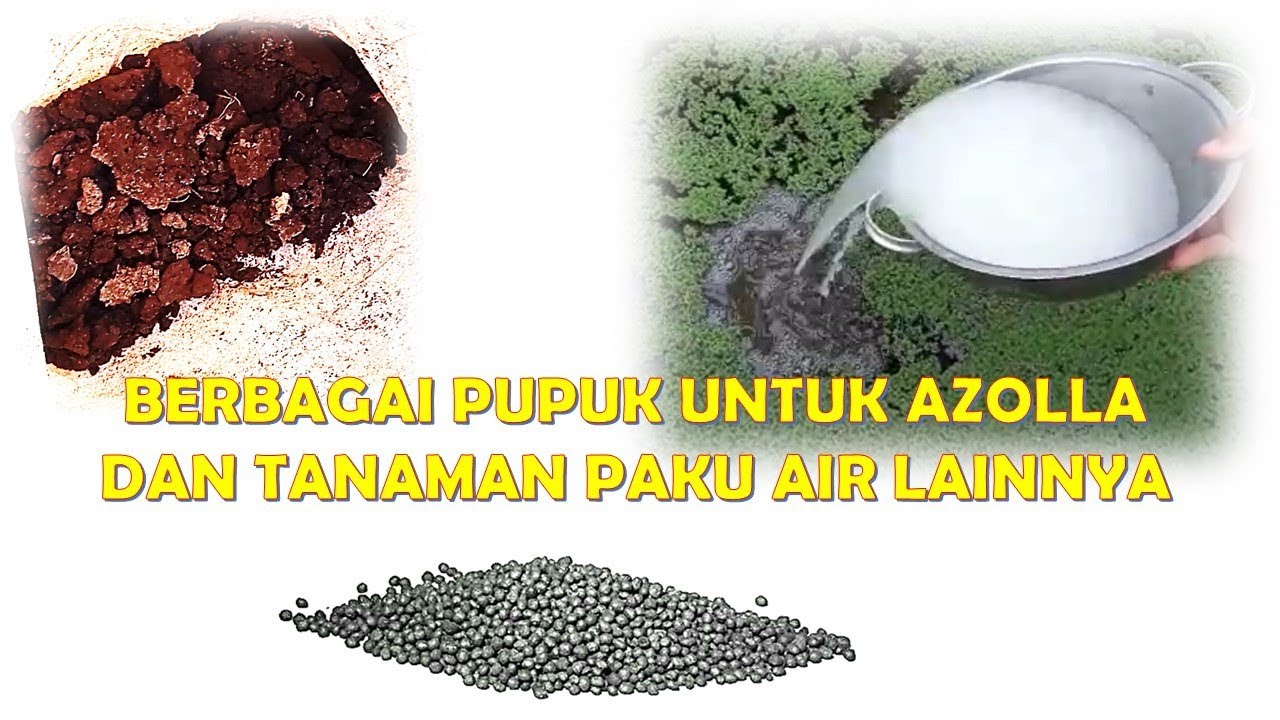Pupuk untuk 