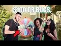 SPIN THE WHEEL GAME ($100 vs EATING BUGS)