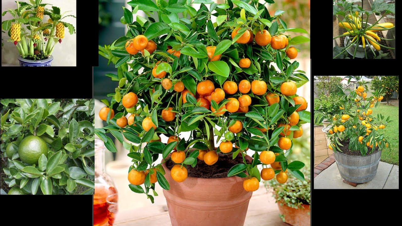 Flori De Gradina Imagini De Vis Poze Superbe Citeste Descrierea