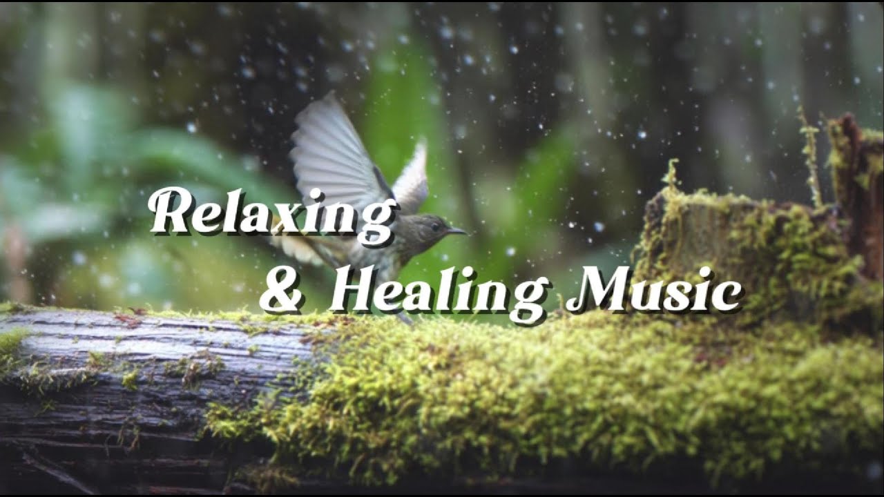 Relaxing Music for Sleep & Focus | Calm Your Mind, Study with Black-tailed Leaftossers