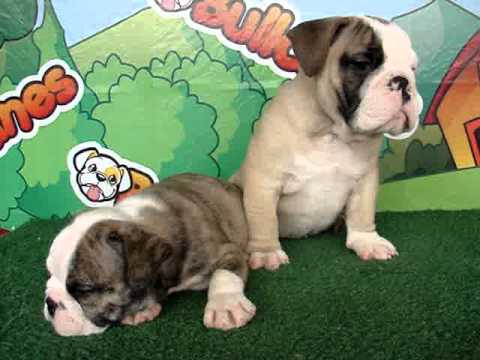 English bulldog For Sale - Cardoon - http://www.bullcanes.net - ceo@bullcanes.net puppy paradise
