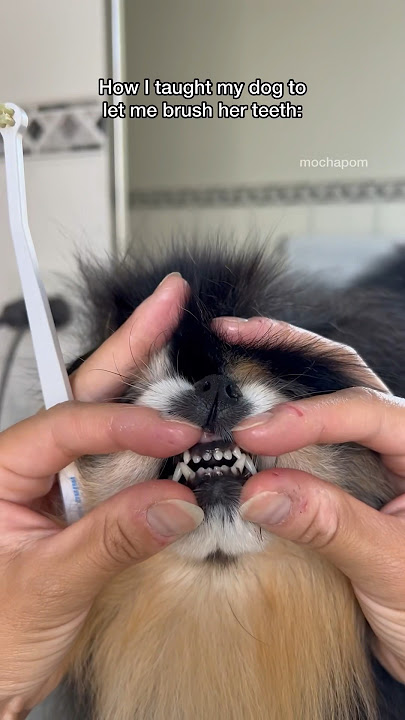 How I taught my dog to let me brush her teeth 🫢 #dog #pomeranian #doggrooming