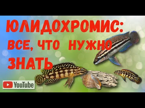 Юлидохромисы: все, что нужно знать.