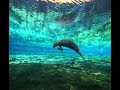 Manatees at Fanning Springs