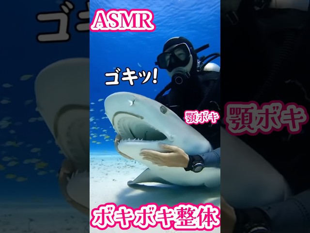 サメの顎関節症をボキボキ整体ASMR